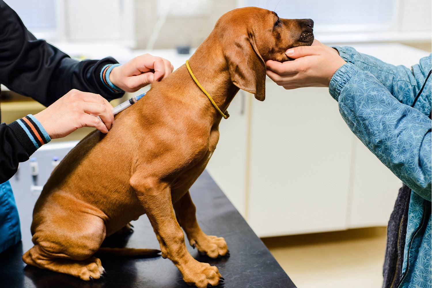 How Do Dogs Get Parvo and What Is It? - Pawz